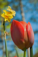 Tulip with Daffodils