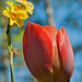 Tulip with Daffodils