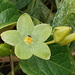 DSCN1415a - Matelea denticulata, Apocynaceae