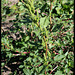 Amarantus hybridus (3)