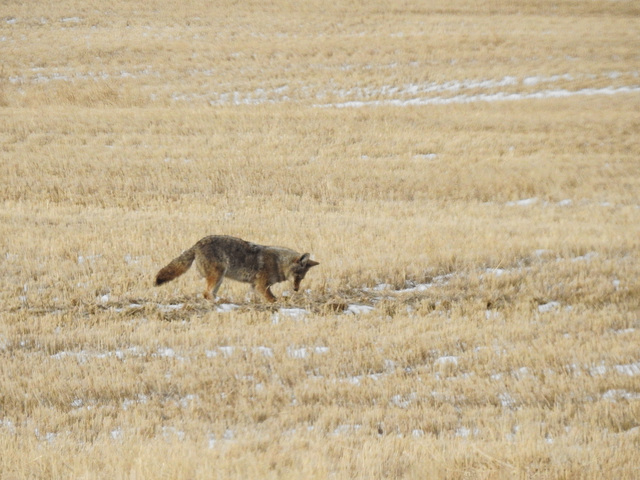 Coyote catching a Meadow Vole