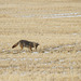 Coyote catching a Meadow Vole