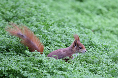 Eichhörnchen im Wintergarten IV (Wilhelma)