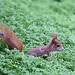 Eichhörnchen im Wintergarten IV (Wilhelma)