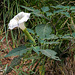 Datura wrightii, Zion Natural Park USA L1010657