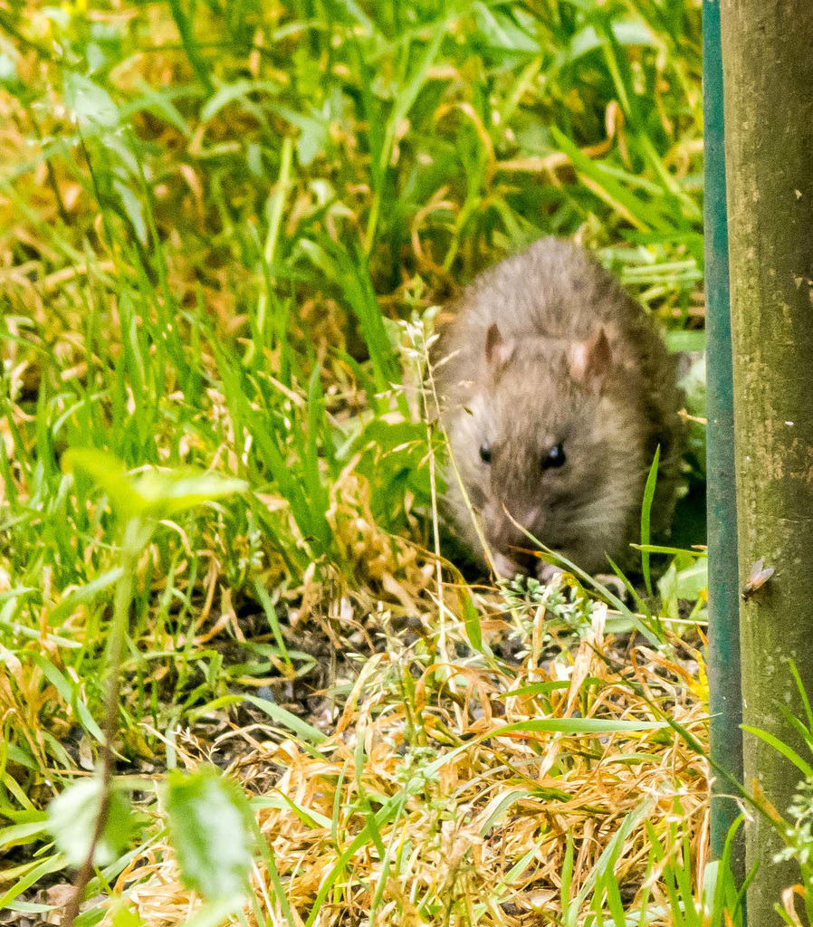 Ratty out for a walk