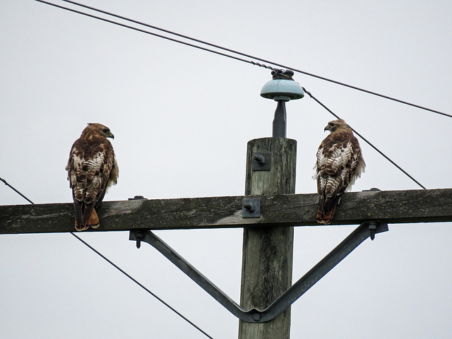 Immature Red-tailed Hawks