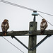 Immature Red-tailed Hawks