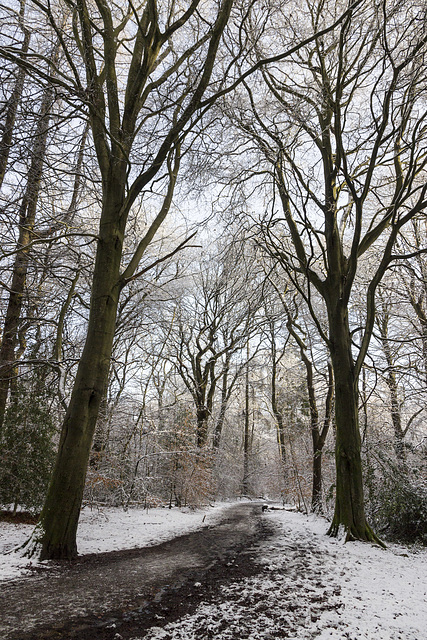 Ecclesall Woods in the snow 1