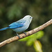 Blue-gray Tanager, Trinidad