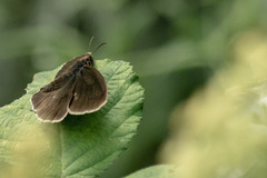 Female Ringlet Butterfly