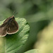 Female Ringlet Butterfly