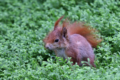 Eichhörnchen im Wintergarten III (Wilhelma)