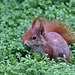 Eichhörnchen im Wintergarten III (Wilhelma)