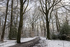 Ecclesall Woods in the snow 2