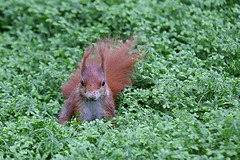 Eichhörnchen im Wintergarten II (Wilhelma)