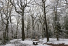 Ecclesall Woods in the snow 3