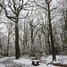 Ecclesall Woods in the snow 3
