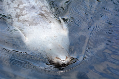 Alaska, Seward SeaLife Center, The Seal is Swimming Belly up