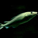 Gadus morhua; Aquarium Helgoland