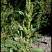 Amarantus hybridus (4)