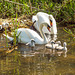 Canal Swans 09