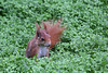 Eichhörnchen im Wintergarten I (Wilhelma)