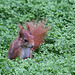 Eichhörnchen im Wintergarten I (Wilhelma)