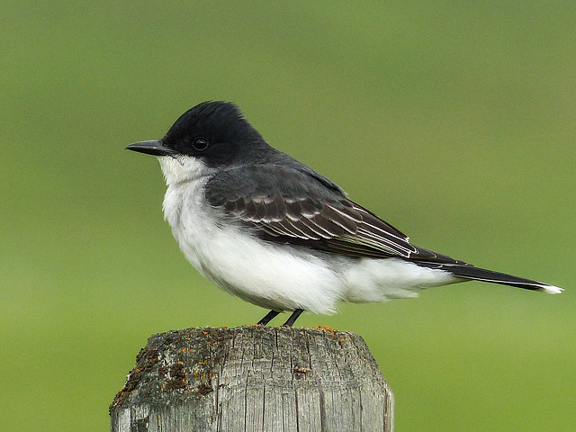 Eastern Kingbird