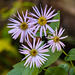 Showy Aster / Aster conspicuus, rarely seen in bloom