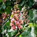 Blüten der Purpurkastanien. ©UdoSm