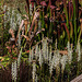 Spiranthes odorata (Fragrant Ladies'-tresses orchid) in the Bog Garden