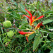 DSCN1420 - birí, cana-irí ou cana-da-índia Canna indica var. coccinea, Cannaceae