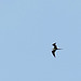 Magnifcent Frigatebird / Fregata magnificens, Tobago