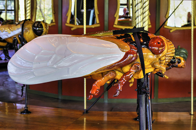 Cicada – Bug Carousel, Bronx Zoo, New York City, New York