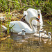 Canal Swans 10