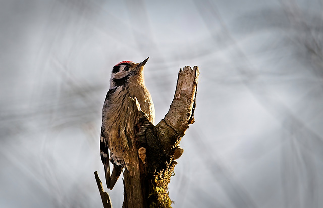 Der Kleinspecht (Dendrocopos minor) hat sich auf einen toten Baum niedergelassen :))  The lesser spotted woodpecker (Dendrocopos minor) has perched on a dead tree :))  Le Pic épeiche (Dendrocopos mino
