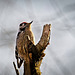 Der Kleinspecht (Dendrocopos minor) hat sich auf einen toten Baum niedergelassen :))  The lesser spotted woodpecker (Dendrocopos minor) has perched on a dead tree :))  Le Pic épeiche (Dendrocopos minor) s'est perché sur un arbre mort :))