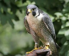 faucon pèlerin / peregrine falcon
