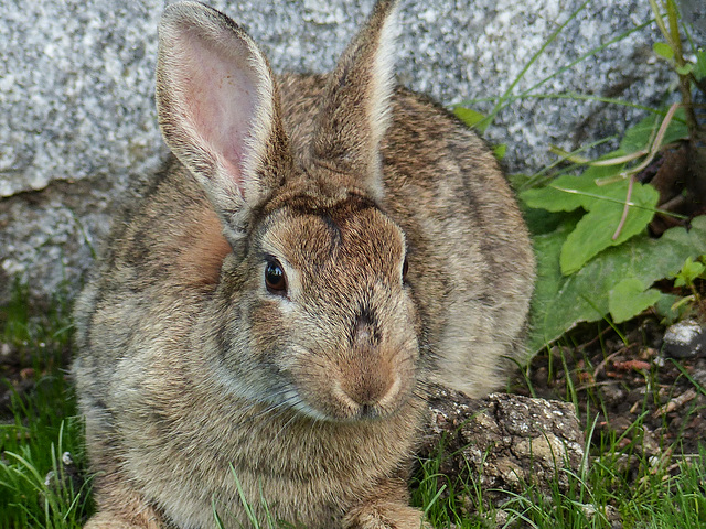 Wild European Rabbit