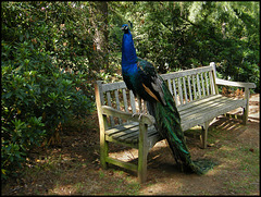 peacock on a park bench