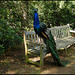 peacock on a park bench