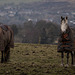 Horses with Winter coats on