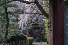 Cherry blossoms in the temple