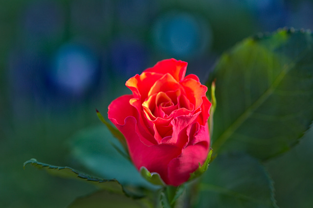 Rose 24/50 : La rose en bleu