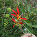 SCN1422 - birí, cana-irí ou cana-da-índia Canna indica var. coccinea, Cannaceae