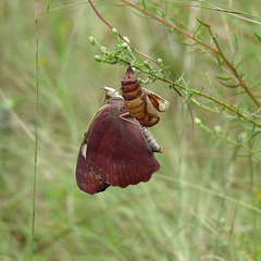 Common buckeye emerging from chrysalis