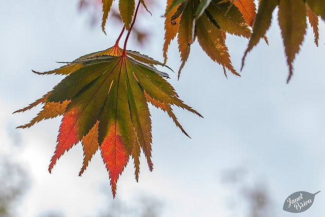 139/366: Colorful Pair of Maple Leaves