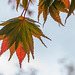 139/366: Colorful Pair of Maple Leaves