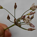 DSCN1423 - alho-bravo Nothoscordum gracile, Amaryllidaceae